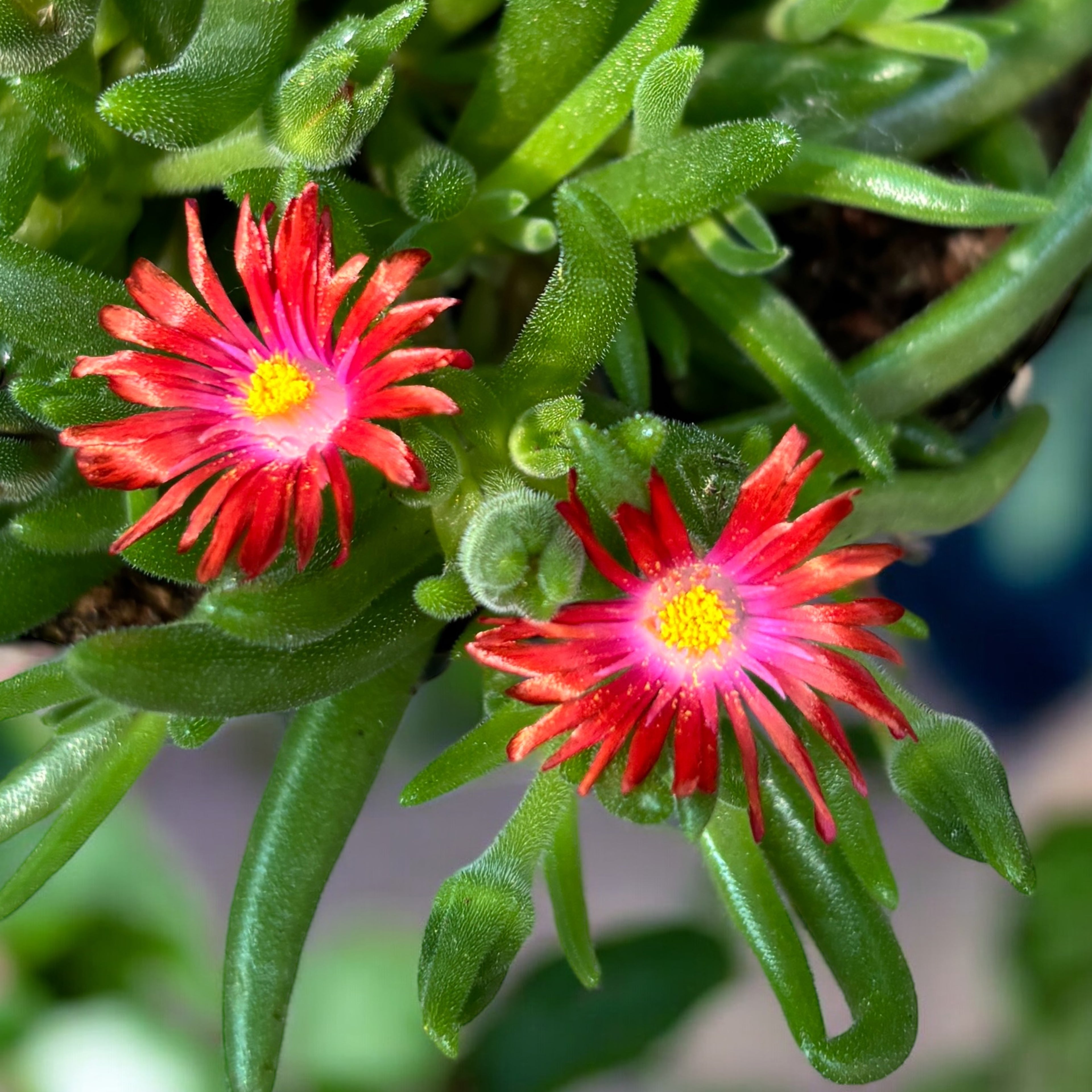 Delosperma Lido ‘Fire’ (floarea de gheata, floarea de cristal)