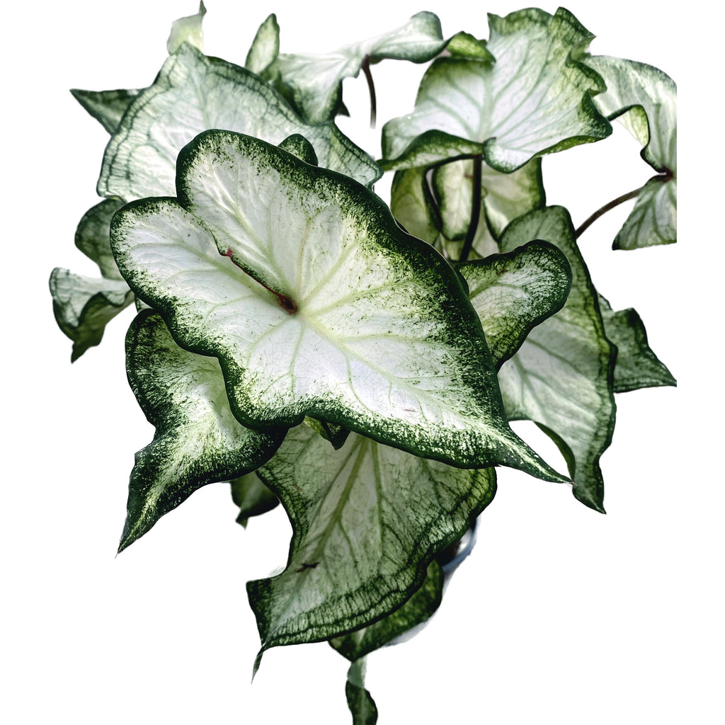 Caladium 'Aile Blanche'