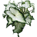 Caladium 'White Wing'