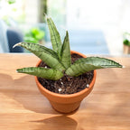 himalayamix sansevieria Sansevieria 'Himalayan' – varietate suculenta cu frunzis robust si col – Secret Garden Plant Shop