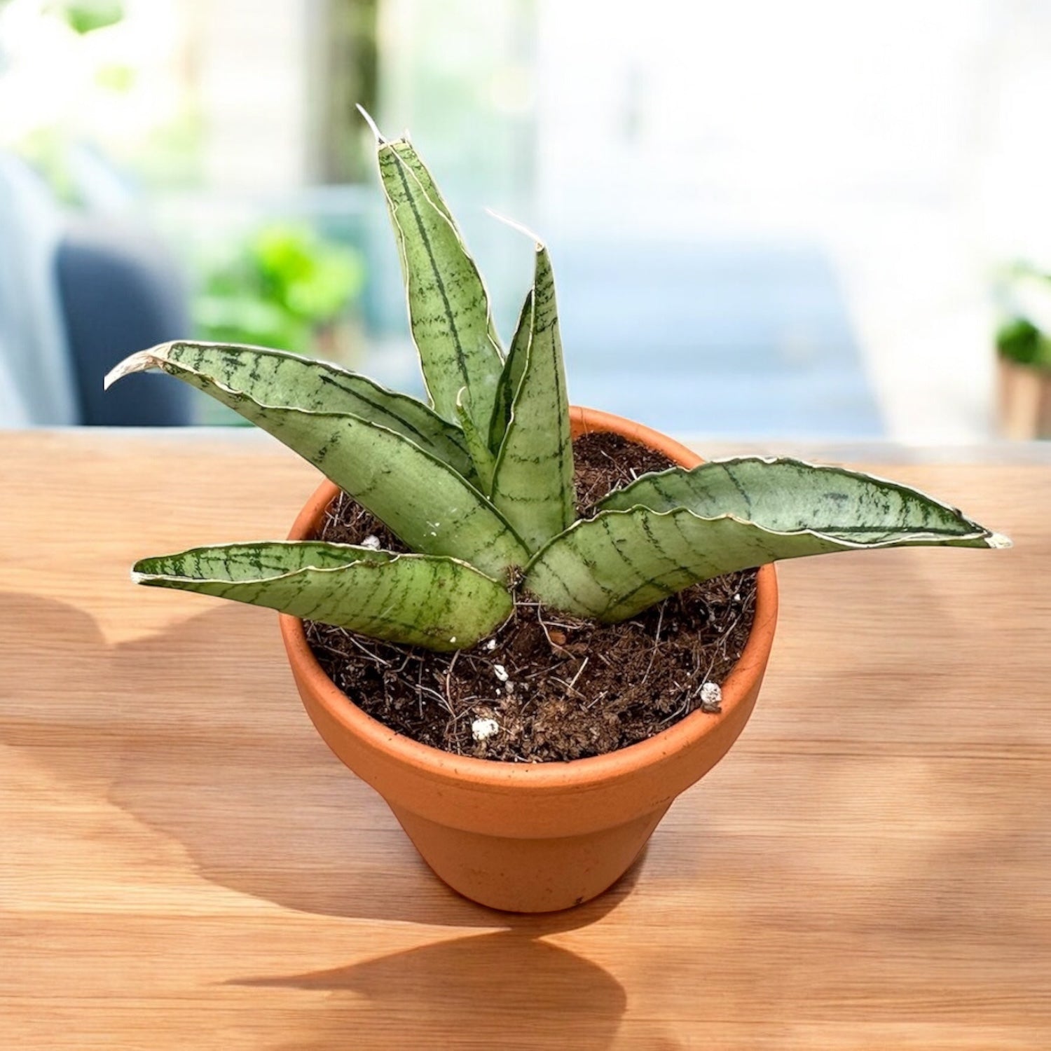 Sansevieria ‘Himalayan’ – varietate suculenta cu frunzis robust si coloratie contrastanta