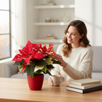 Еуфорбия пулхерима ‘Superba New Glitter’ – Коледна звезда със зрелищен ефект, мраморен модел