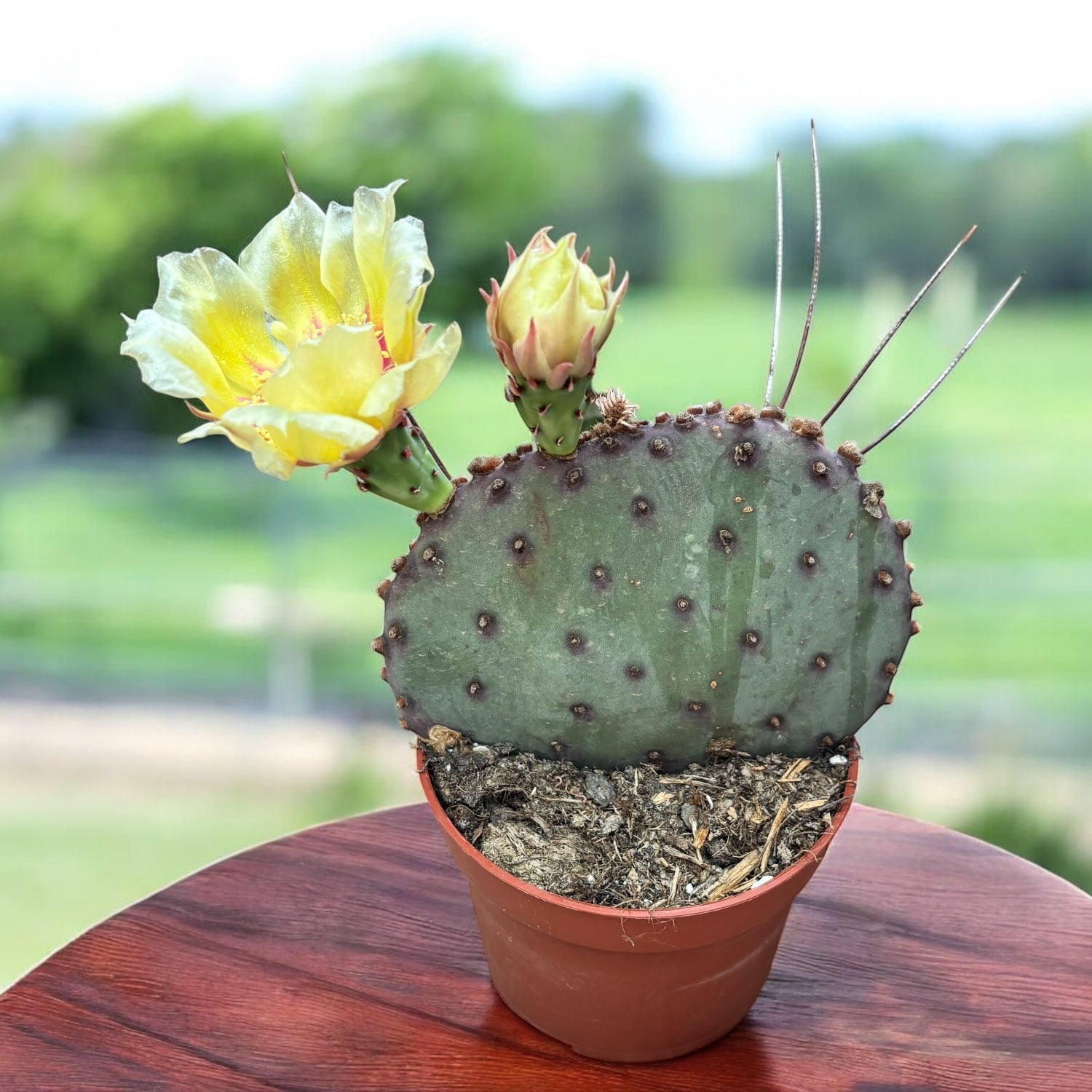 Opuntia azurea – cactus cu flori galbene, rezistent la seceta si