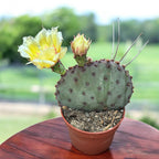 Opuntia azurea – cactus met gele bloemen, bestand tegen droogte en vorst