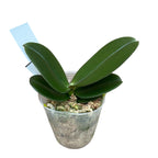 Phalaenopsis Kaoda Twinkle '3083' * vonná