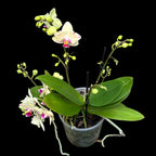 Phalaenopsis 'Limited #55' pelorica