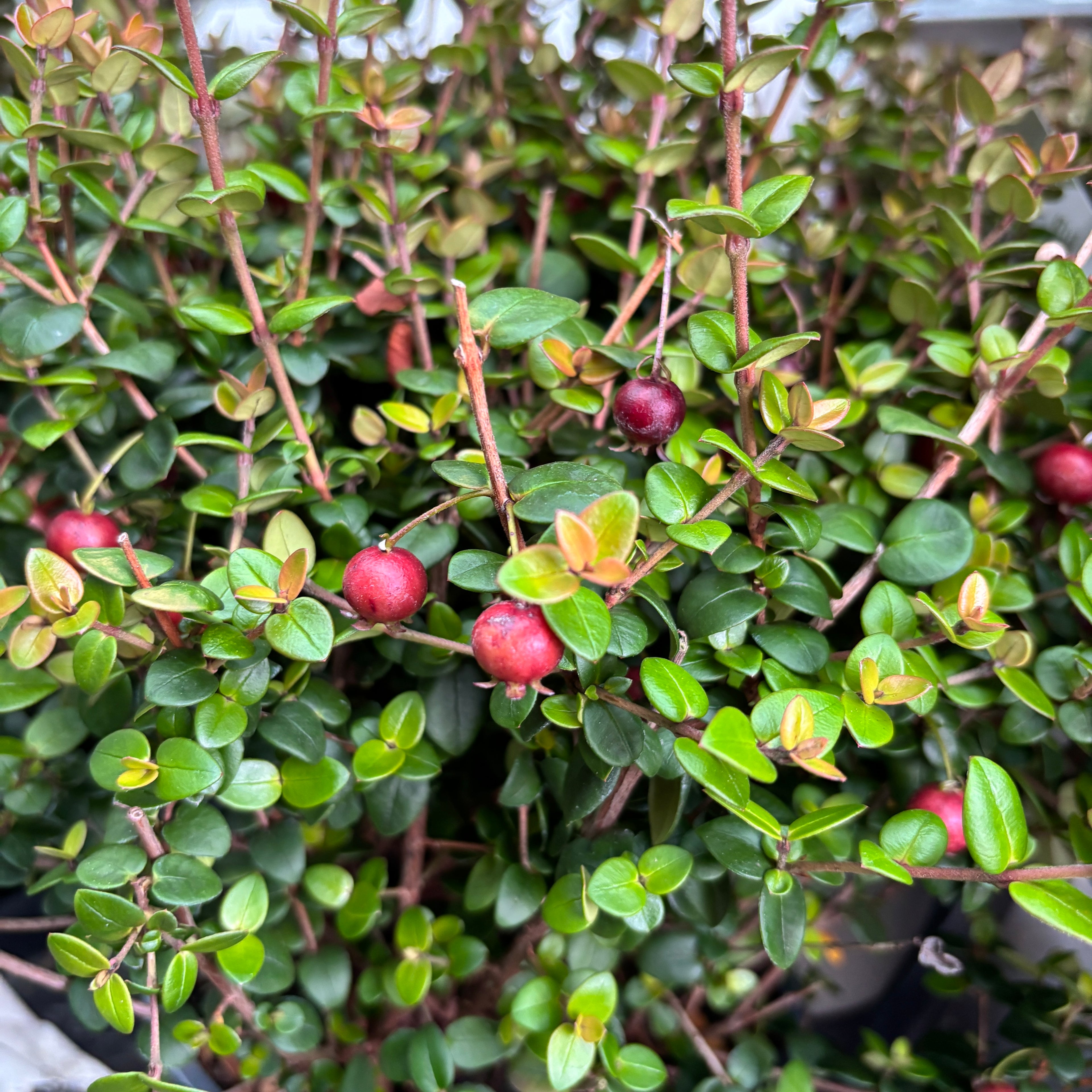 Ugni molinae 'Pretty Berry' (Capsuna Chiliana, Murtilla, Chilean Guava, Ugniberry)