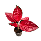 Aglaonema ‘China Red’ – planta exotica cu frunzis vibrant