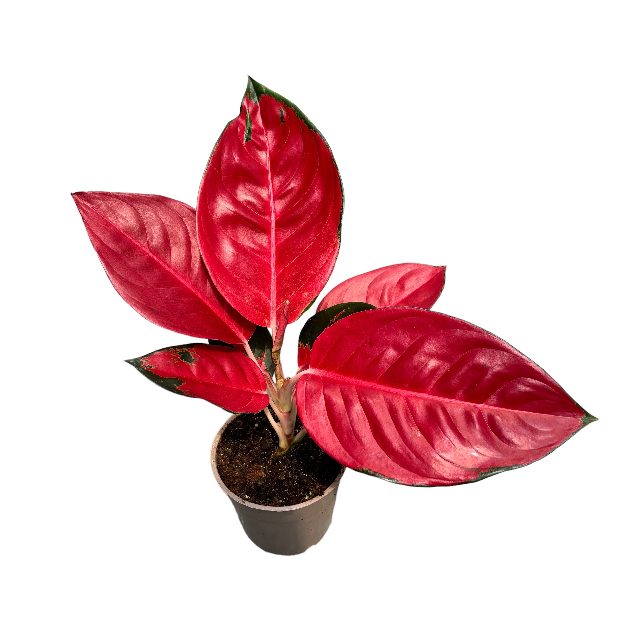 Aglaonema ‘China Red’ – planta exotica cu frunzis vibrant