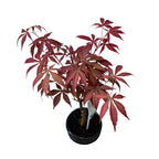 Bonsai Acer Red