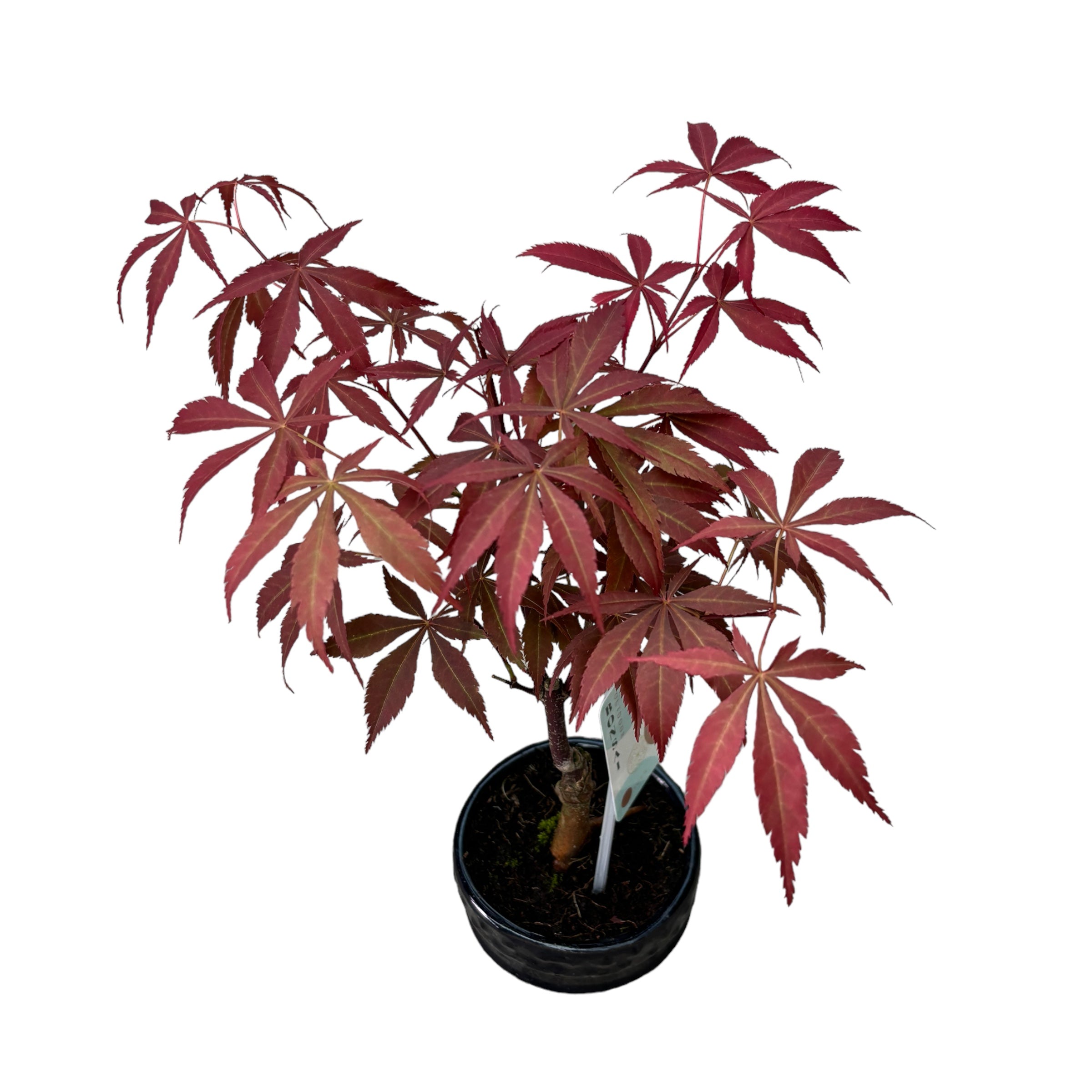 Bonsai Acer Red