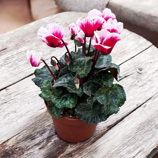 Cyclamen Aloha Red