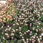 Monanthes muralis - minijaturna sočna biljka s kompaktnim lišćem