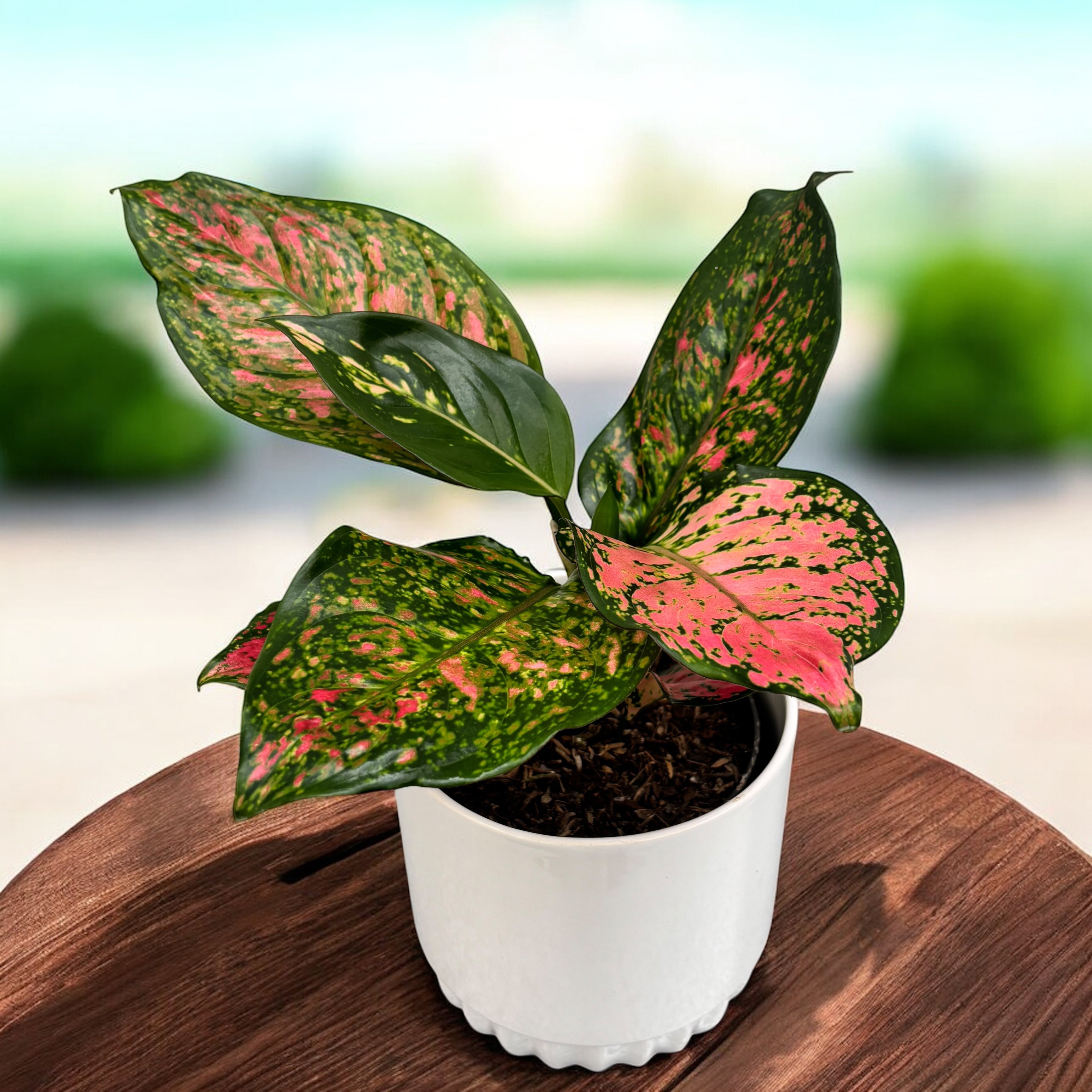 Aglaonema 'Crimson Love'