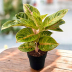 Aglaonema 'Rose Parakeet' - exemplare XL