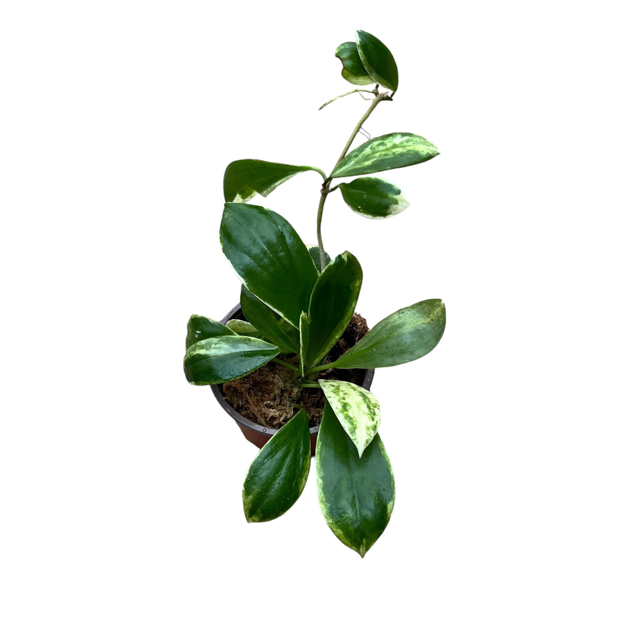 Hoya incrassata 'Albomarginata'