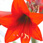 Amaryllis (Hippeastrum) ‘Santorini Red’