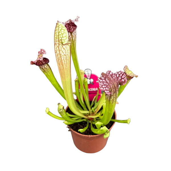 Sarracenia leucophylla (Kannenpflanze)