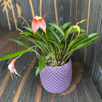 Masdevallia lila-narancssárga