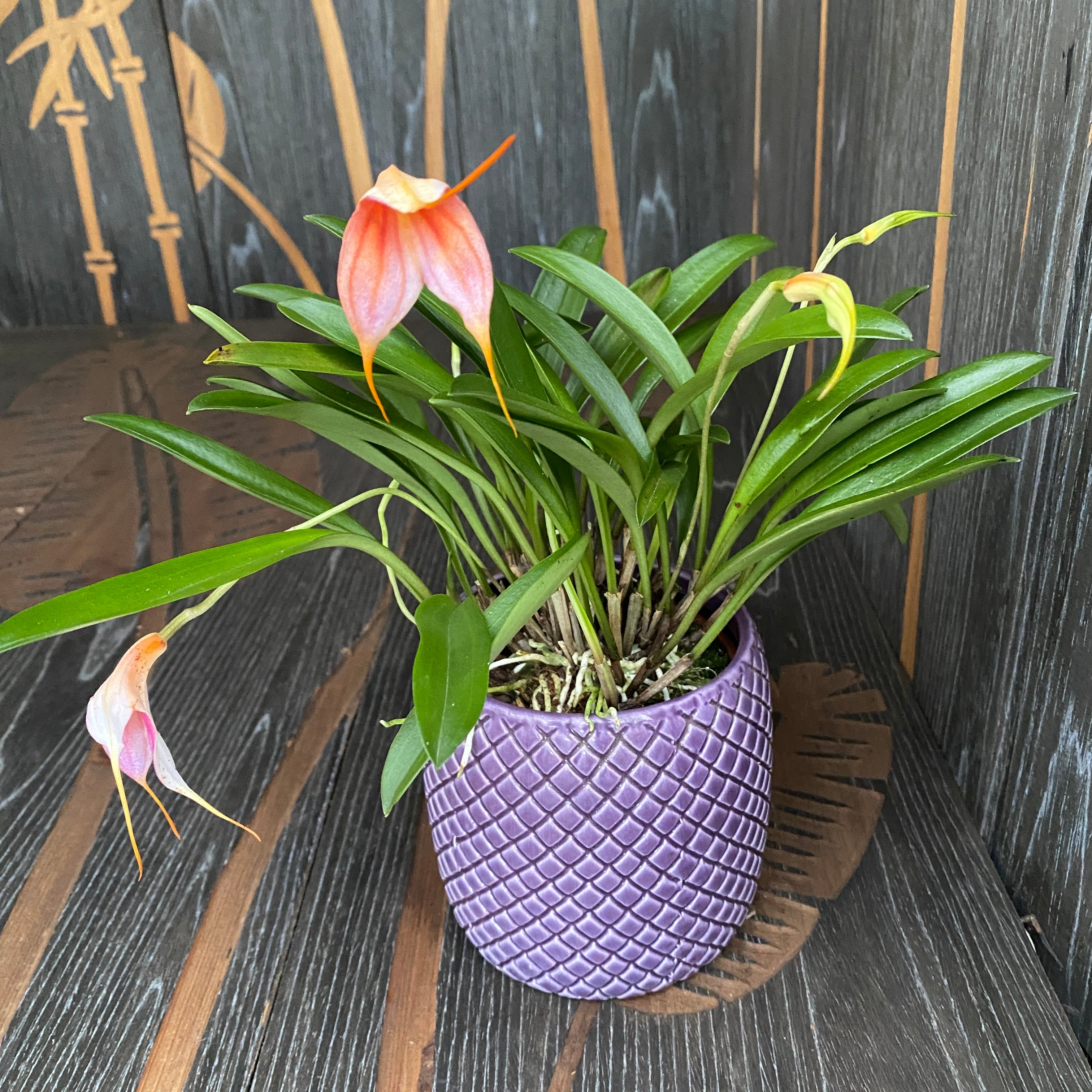Masdevallia lila-portocaliu