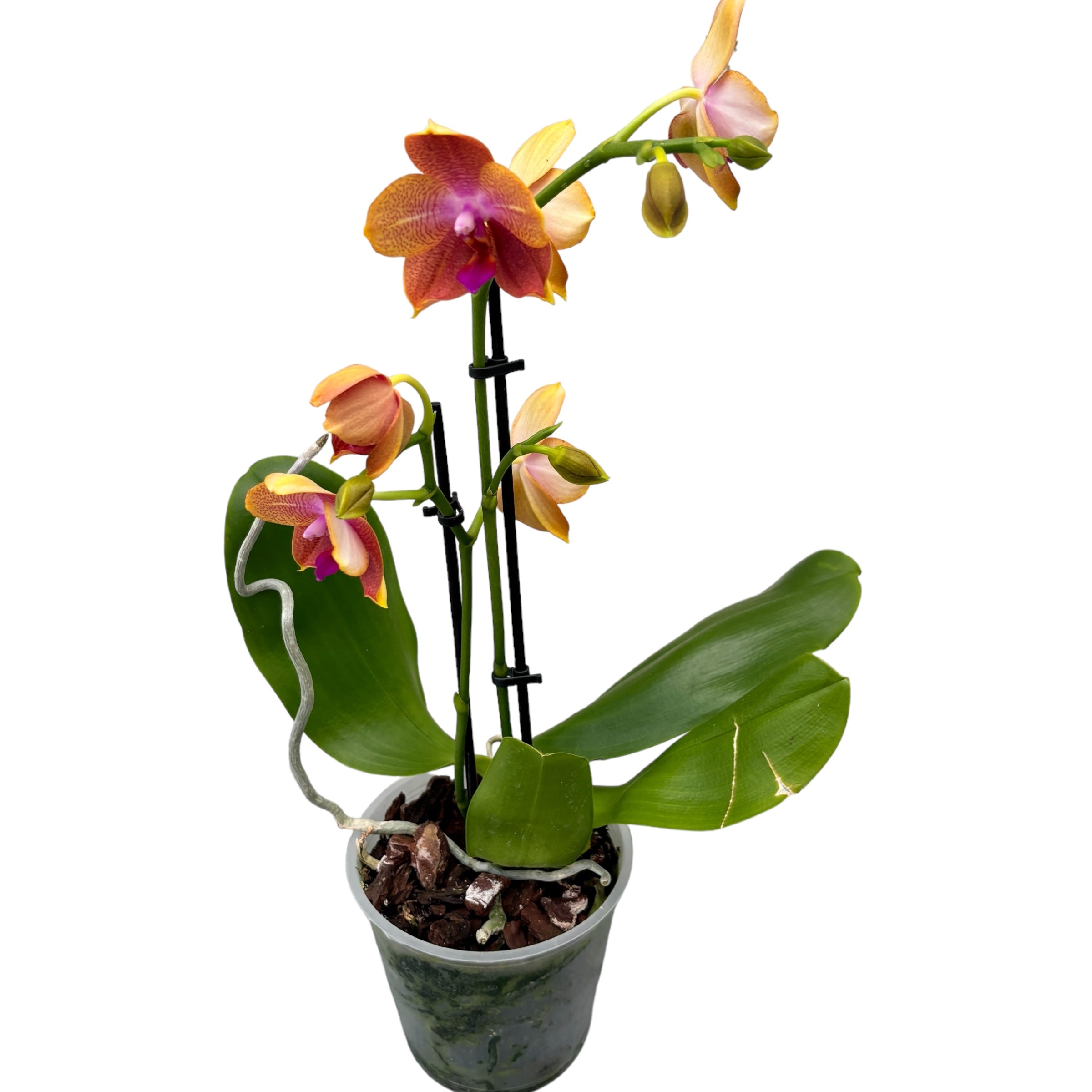 Phalaenopsis Limited #24 - flori intens parfumate