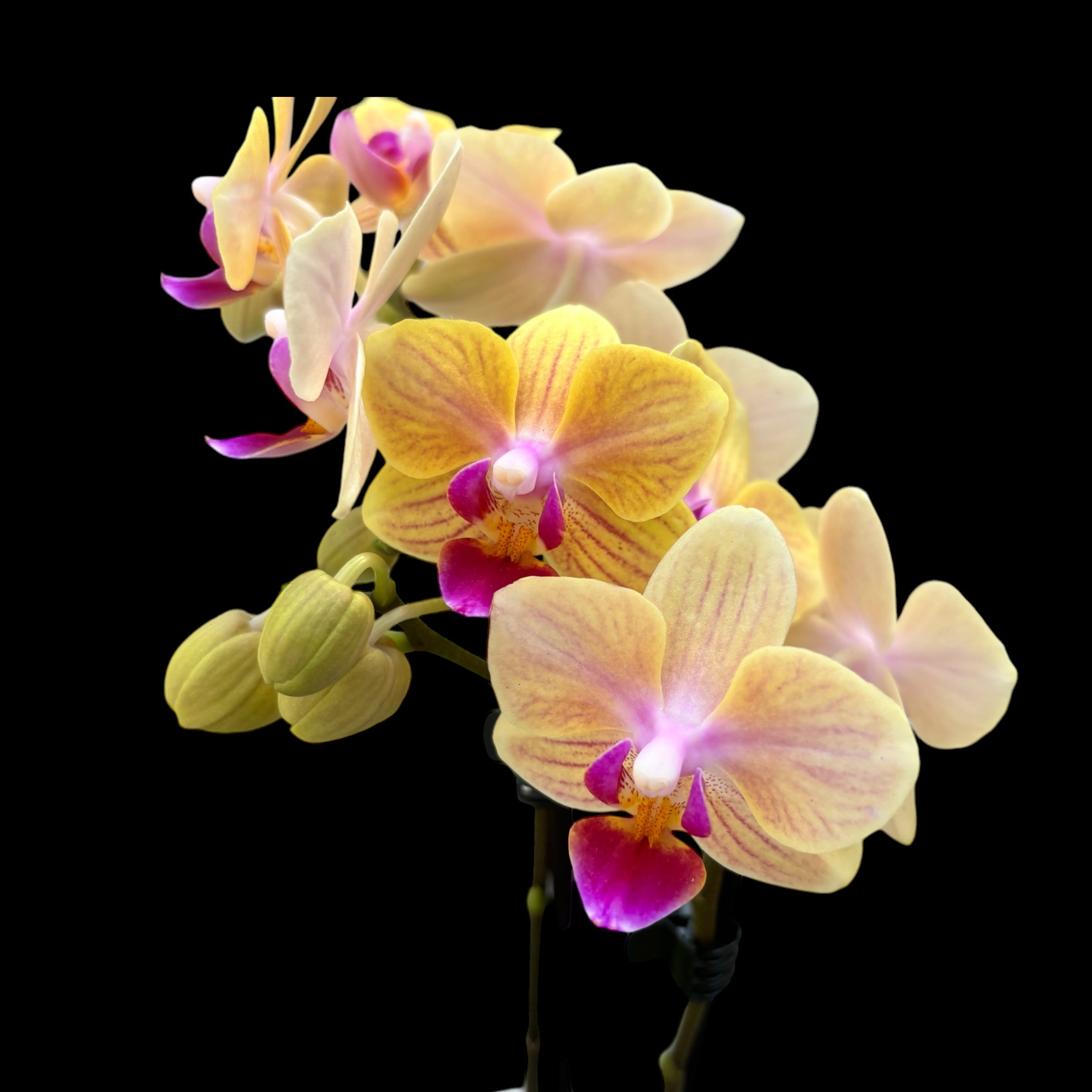 Phalaenopsis El Paso