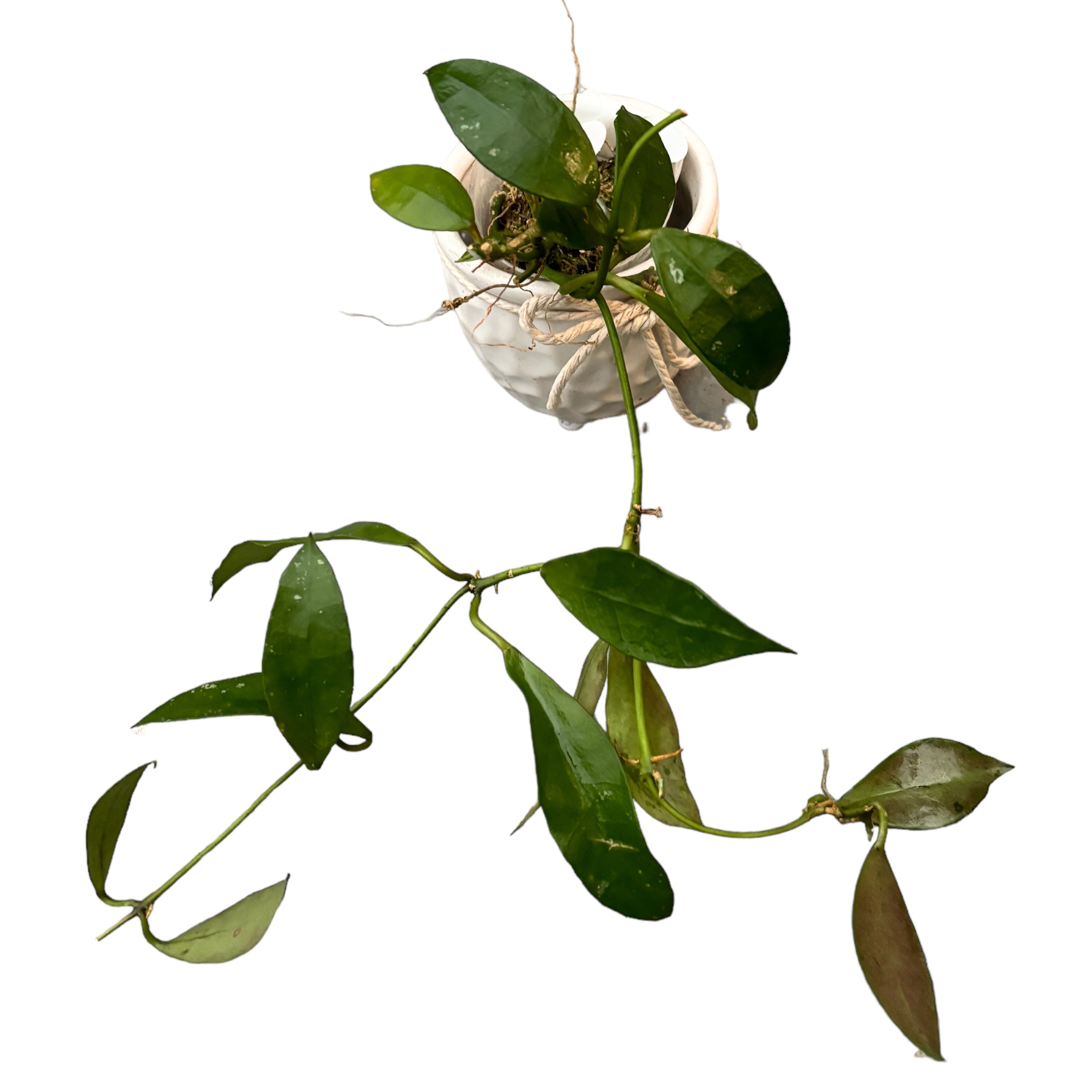 Hoya walliniana - exemplare dezvoltate