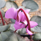 Cyclamen coum 'Silver Leaf' Vaaleanpunainen/Valkoinen - talven koru hopeanvärisillä lehdillä