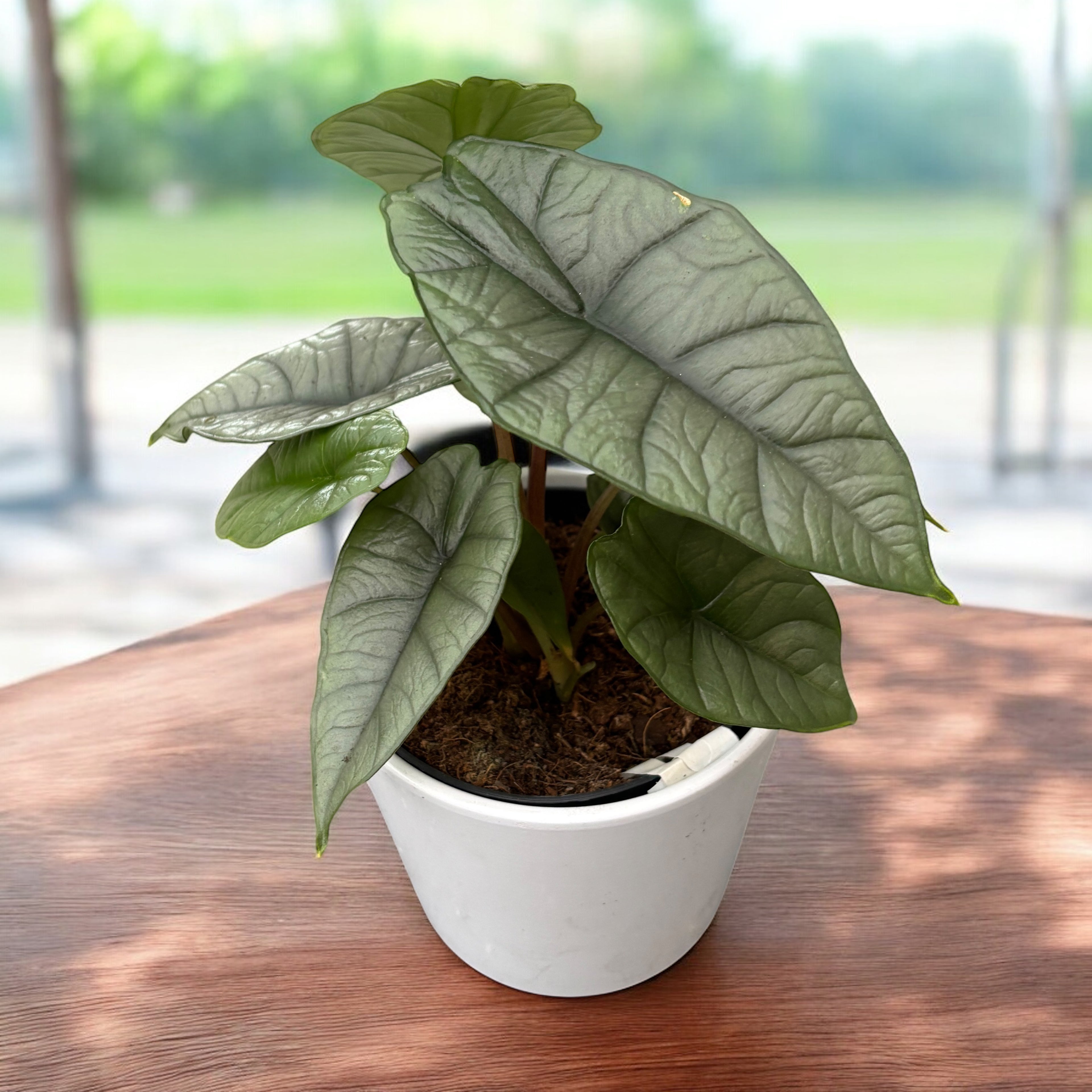 Alocasia 'Platinum' - varietate rara cu frunzis argintiu-metalizat