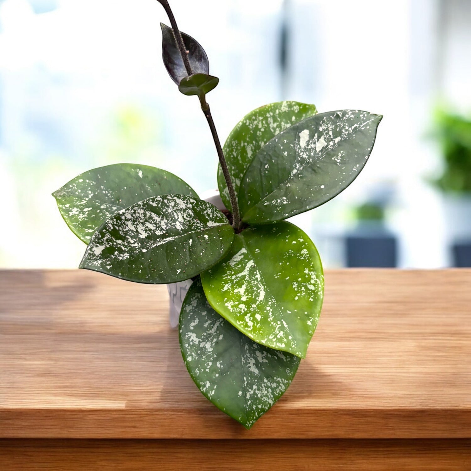 Hoya carnosa ‘Freckles’ (Silver Splash) D6