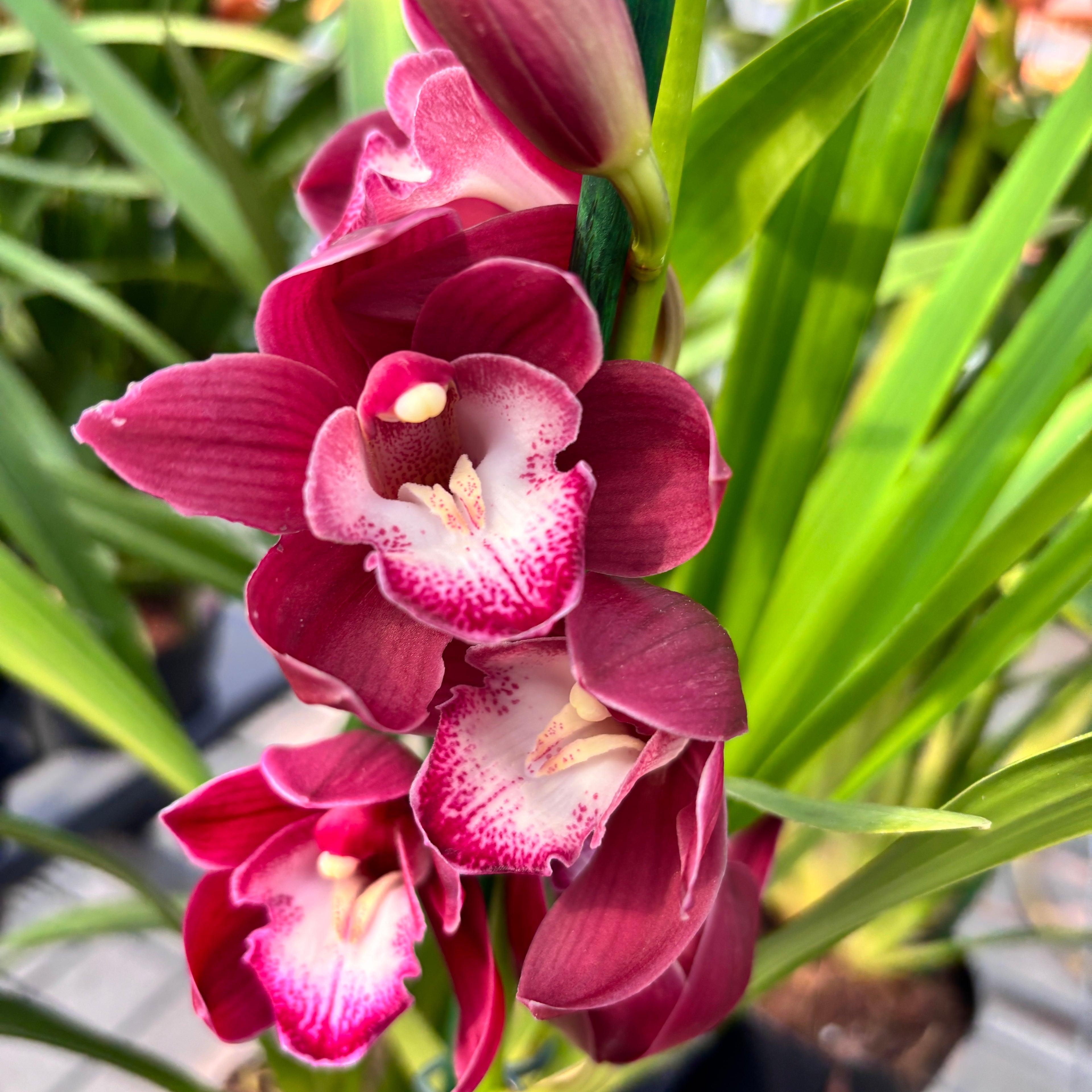 Cymbidium Kalahari Blaze ‘Shiraz’
