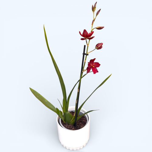 Wilsonara Red Fire