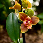 Phalaenopsis Lioulin Love - fleurs peloriques & parfumées