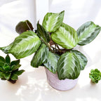 Maranta Leuconeura ‘Gray’ (Silverband)