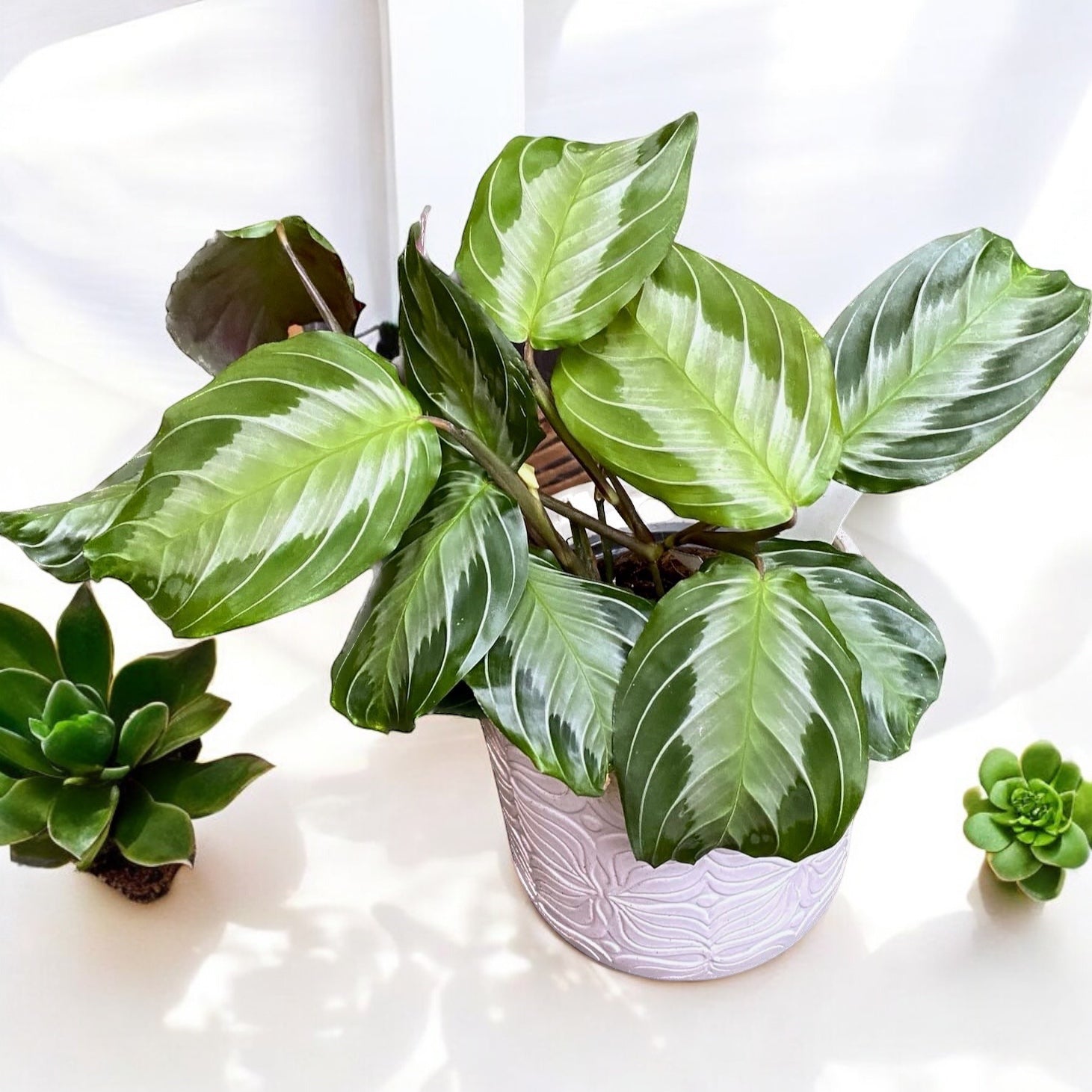 Maranta Leuconeura ‘Gray’ (Silverband)