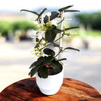 Stephanotis jasminoides (Iasomia de Madagascara, Floarea Fericirii) - flori intens parfumate