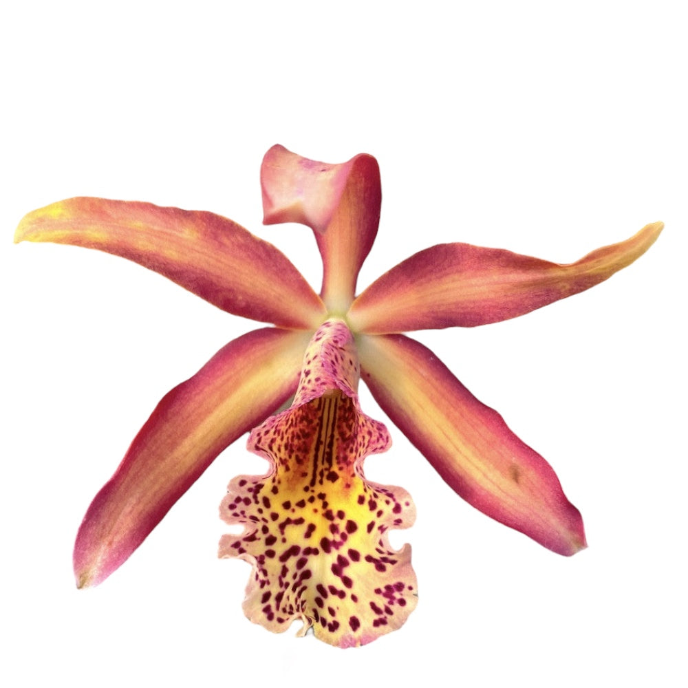 Mcv. France Fox - large fragrant flowers