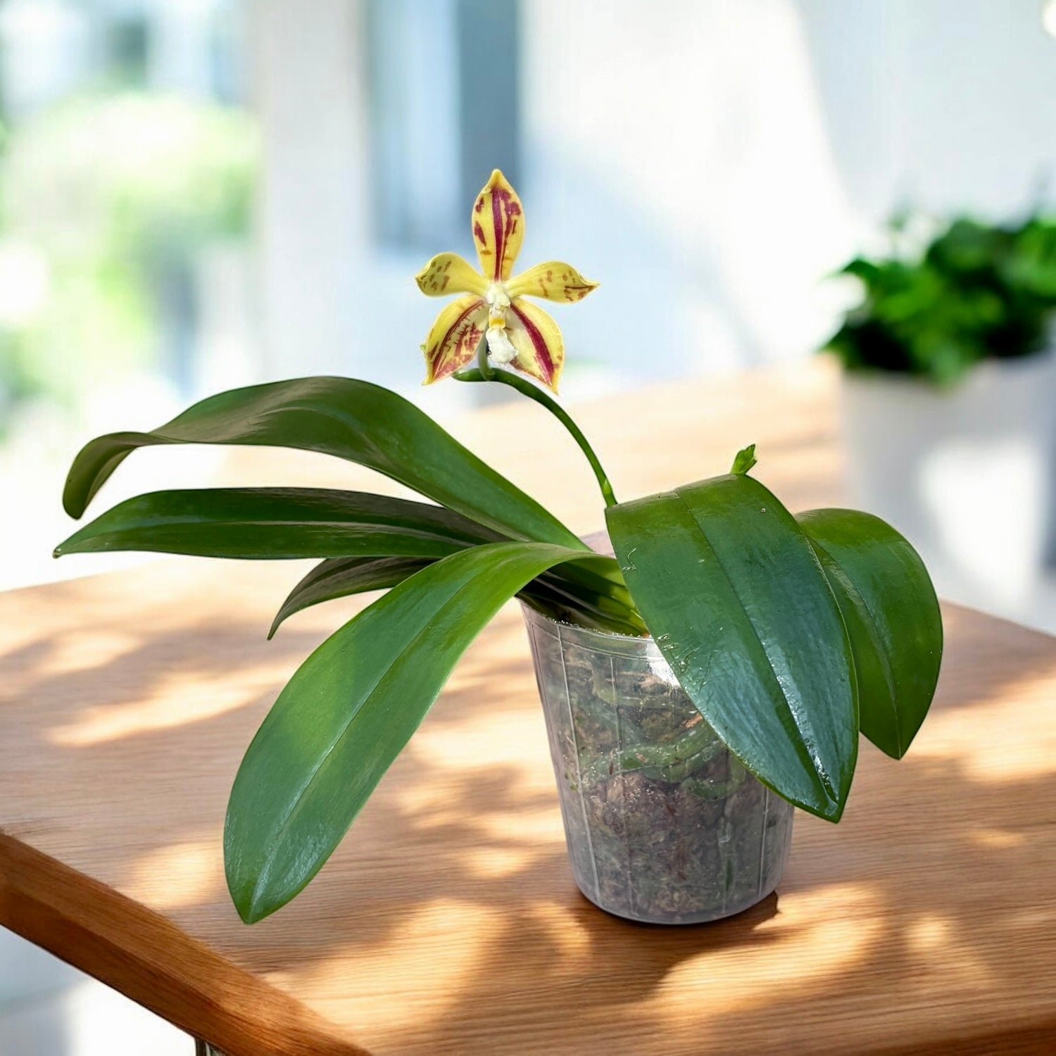 Phalaenopsis Almanis '1859' - parfumata