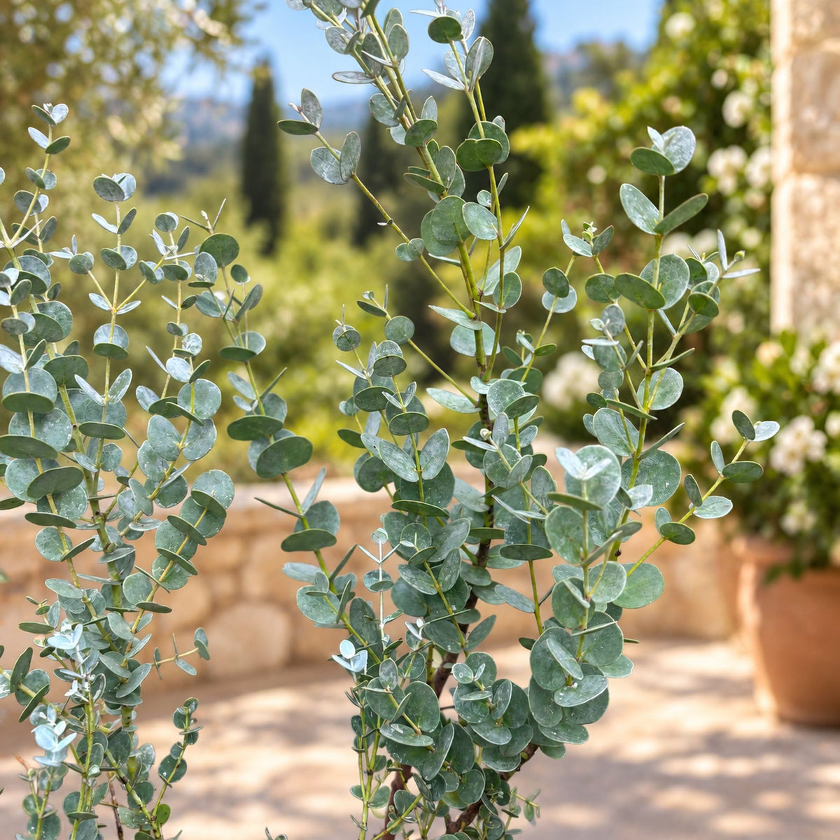 Eucalyptus urnigera (Urn Tree)