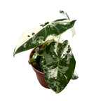 Alocasia micholitziana ‘Frydek Variegata’ – eleganta tropicala in verde smarald si alb-crem