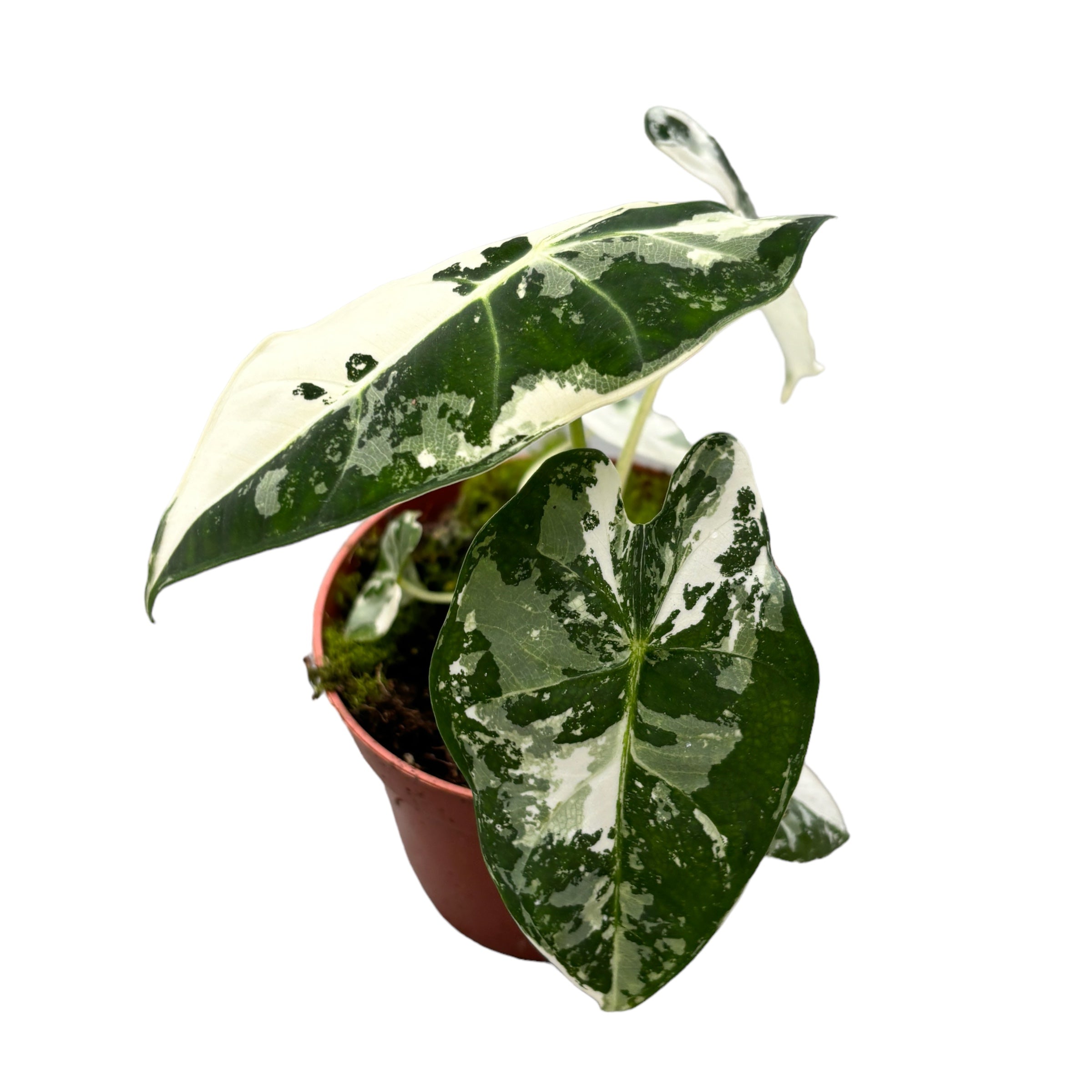 Alocasia micholitziana ‘Frydek Variegata’ – eleganta tropicala in verde smarald si alb-crem