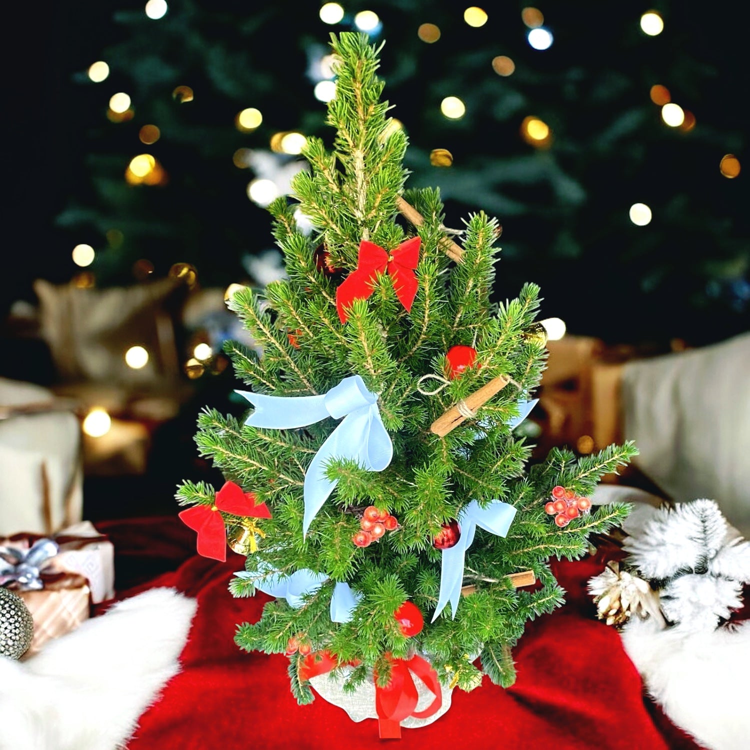 Bradut natural in ghiveci impodobit ‘Frosty’