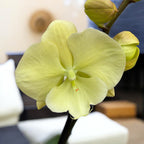 Phalaenopsis Limited #116 Grande lèvre