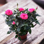 Trandafiri pitici roz de gradina - Rosa 'Favourite Dark Pink’  - flori mari parfumate 3pp