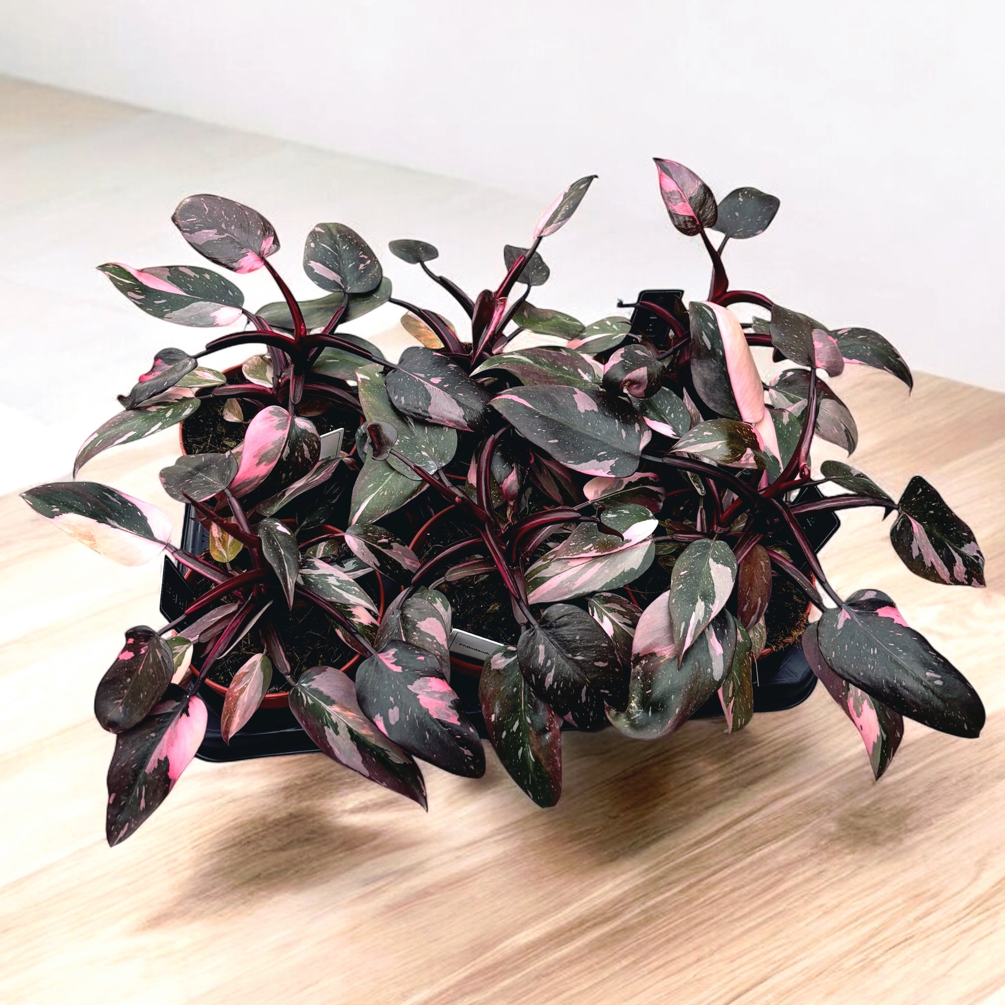 Philodendron 'Pink Princess Marble' (strong variegation)