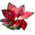 Aglaonema 'Chilli Red’