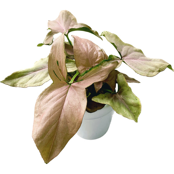 Syngonium Pink Allusion D9