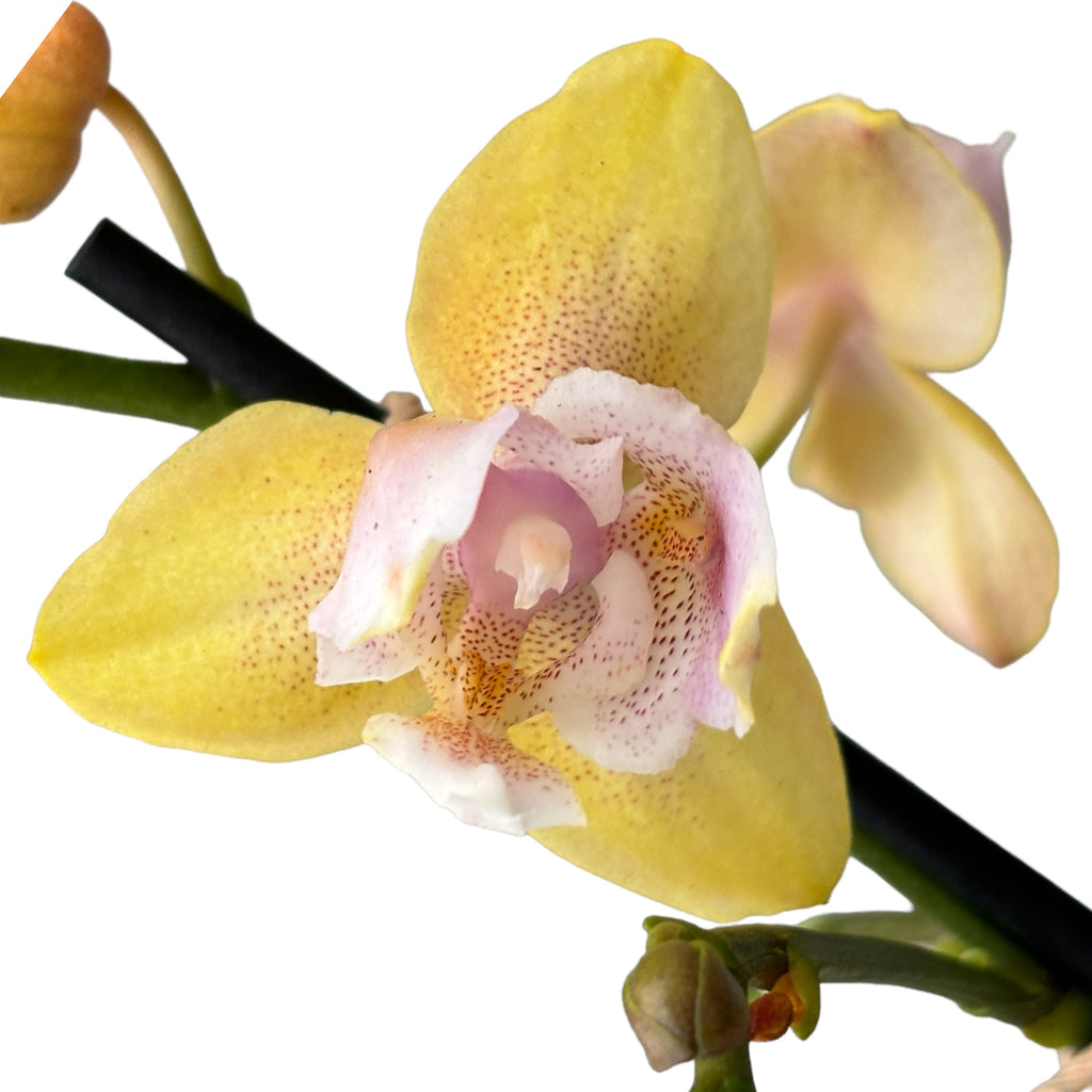 Phalaenopsis Bronze Buddha 'Lemon' (Bolgheri Lemon) fiori profumati e pelorici 3lips