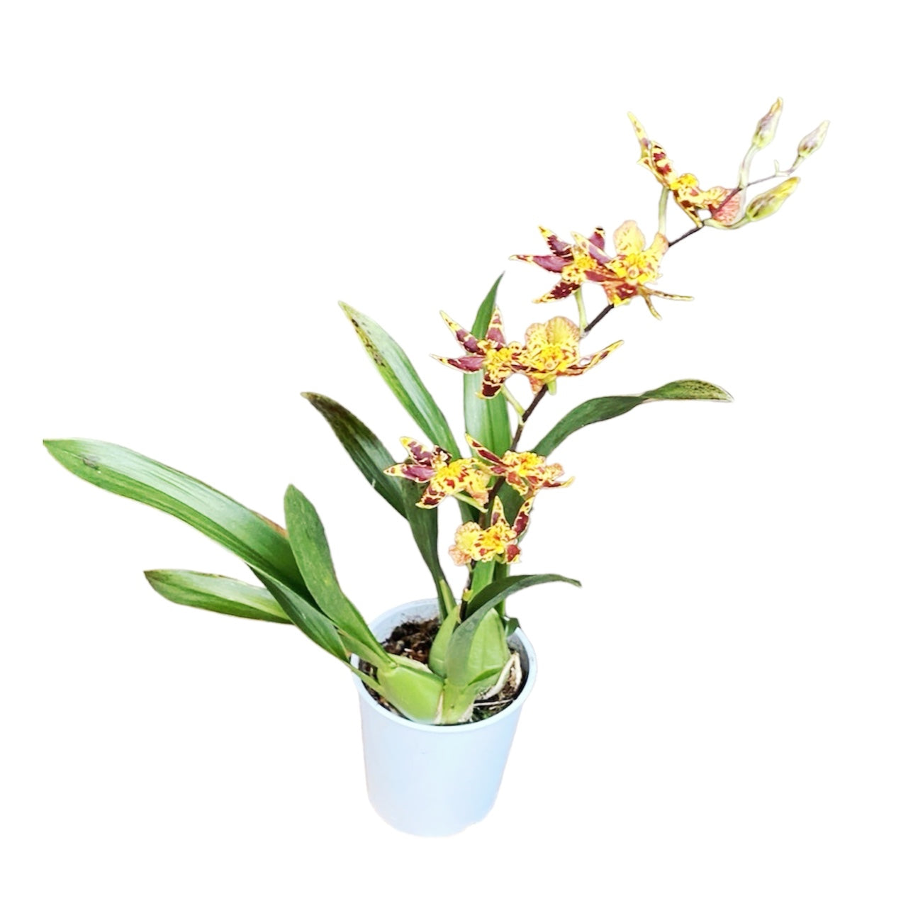 Oncidium (Cyrtocidium) Holm’s Wizard - zlatni - vrlo mirisan!