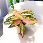 Aglaonema Starshining